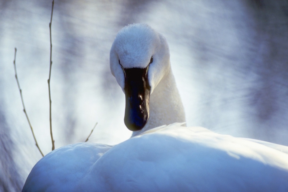 Psi lutalice zaklali labuda Bisu (VIDEO)