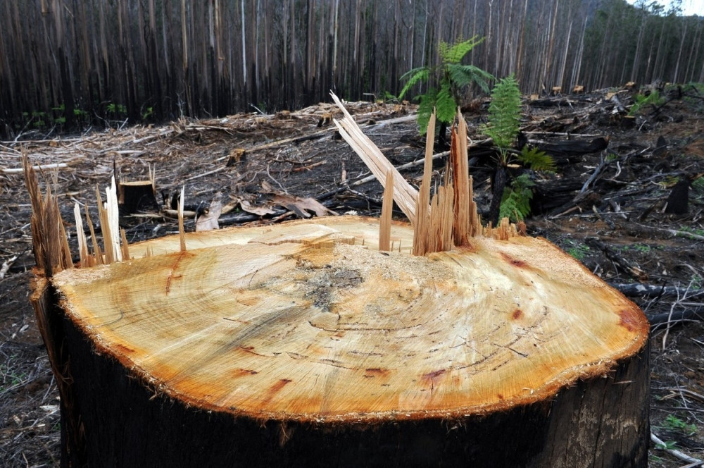 DRVO palo na DVOJE MALE DECE, sa TEŠKIM POVREDAMA prebačeni u bolnicu!