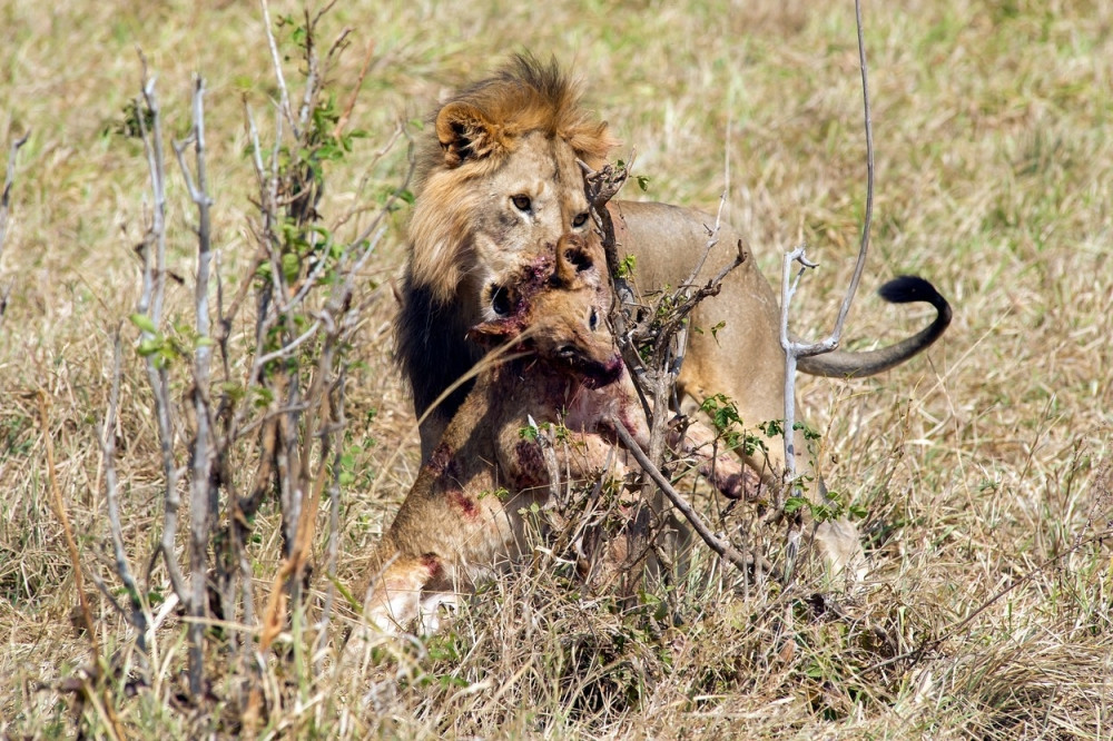 Lav ubio lavića i pojeo ga! (UZNEMIRUJUĆI FOTO)