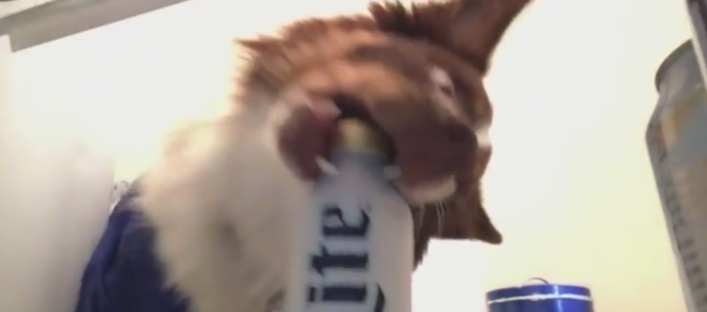 Izdresirao psa da mu donese pivo iz frižidera!