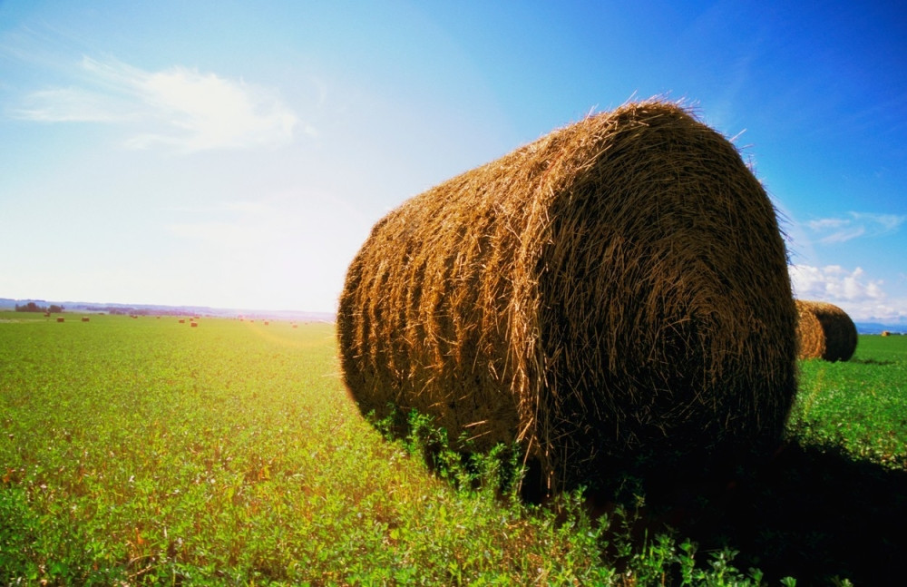 Pao sa deteline i poginuo!