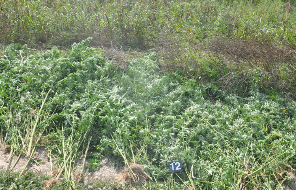 Gajio marihuanu i pit bulove (FOTO)