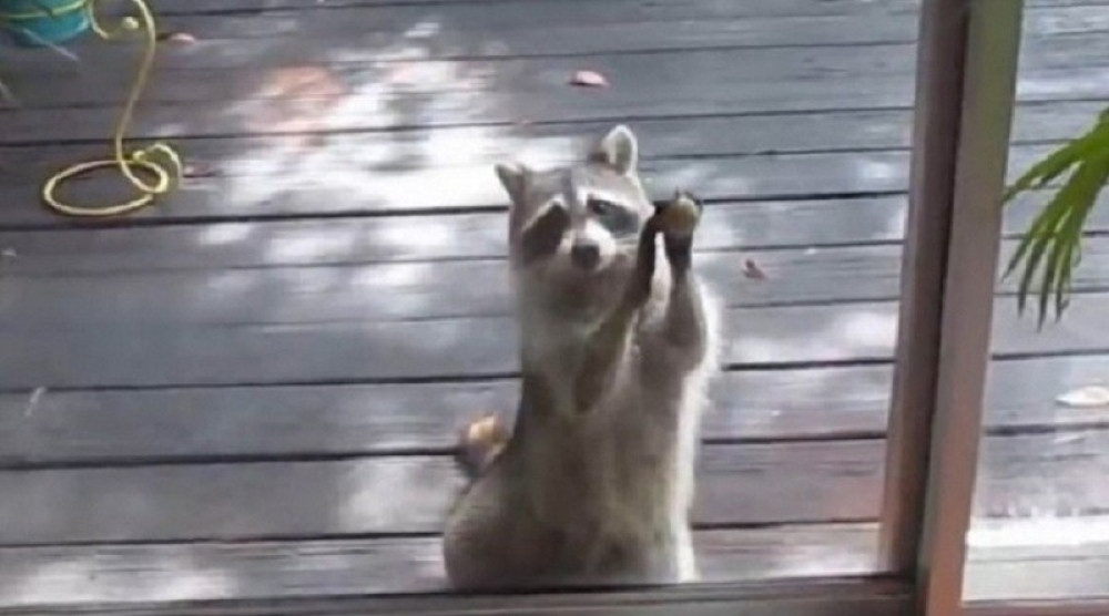Rakun kuca na vrata dok mu se ne da hrana! (VIDEO)