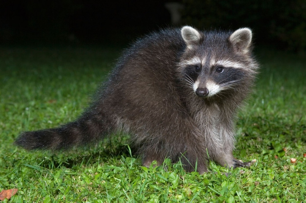 Rakuni "zombiji" preplašili Amerikance