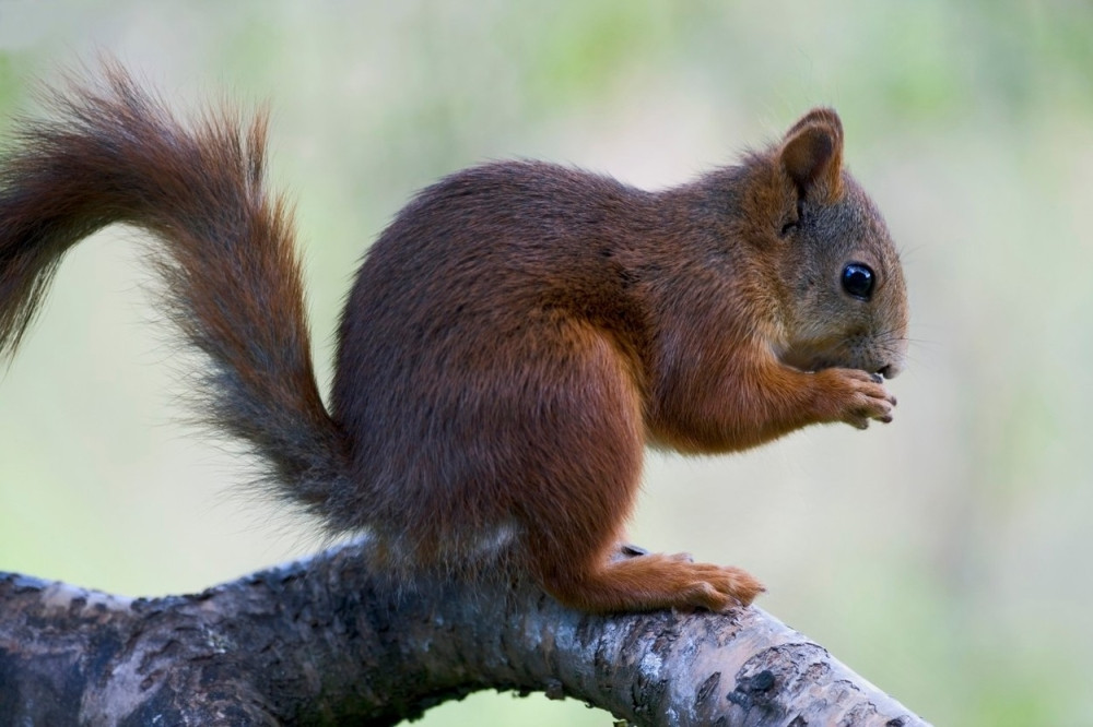Istrenirala veverice da joj osakate bivšeg momka!