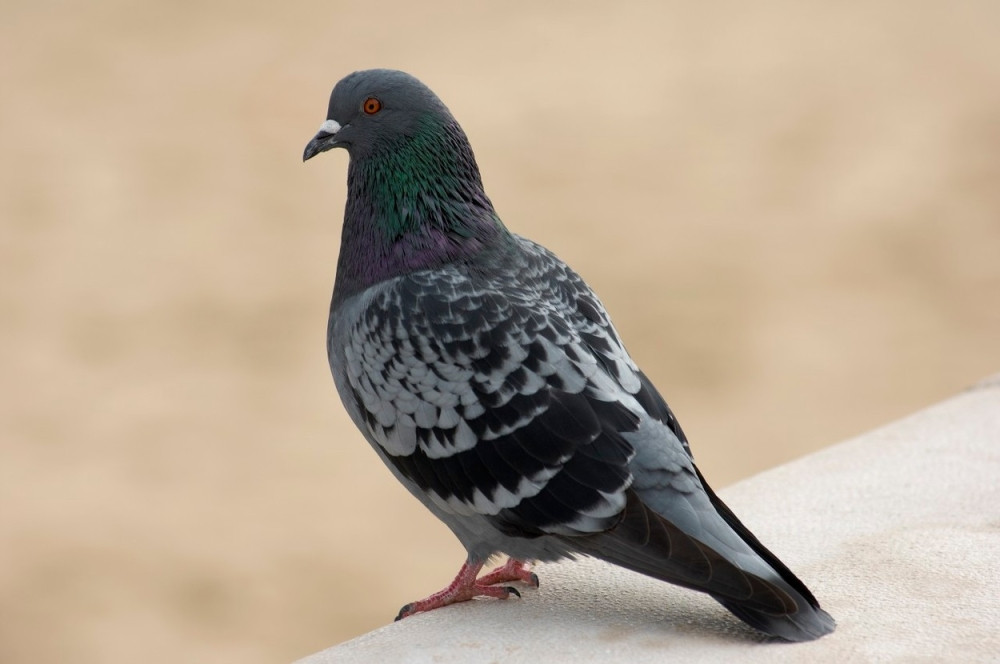 Golub postao petao! (VIDEO)