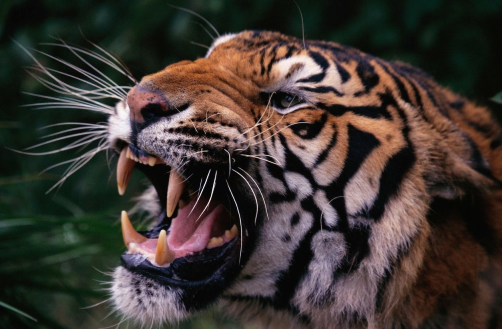 Tigar ubio radnicu u zoološkom vrtu