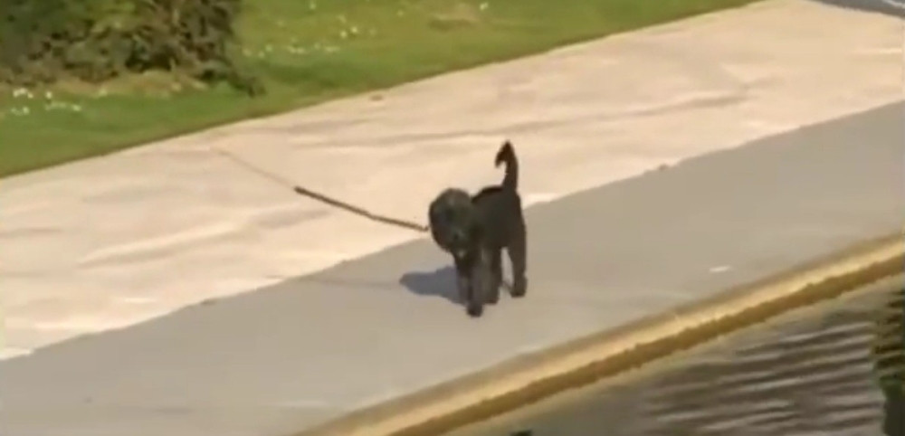 Pogledajte ove presmešne kućne ljubimce (VIDEO)