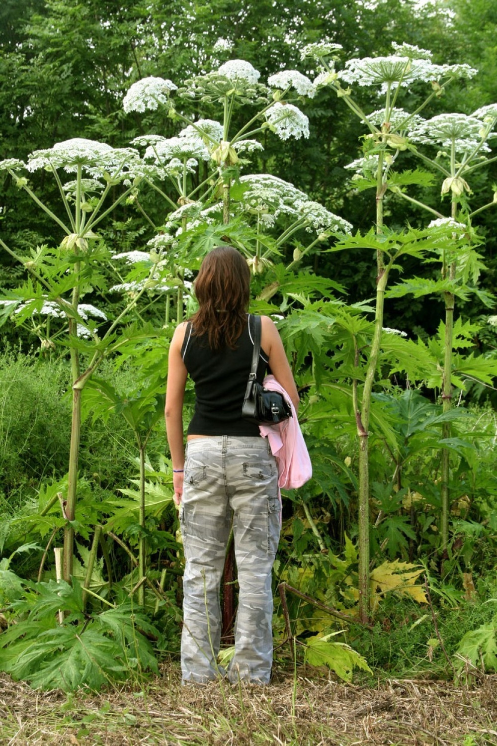 Pazite se ove gigantske biljke!