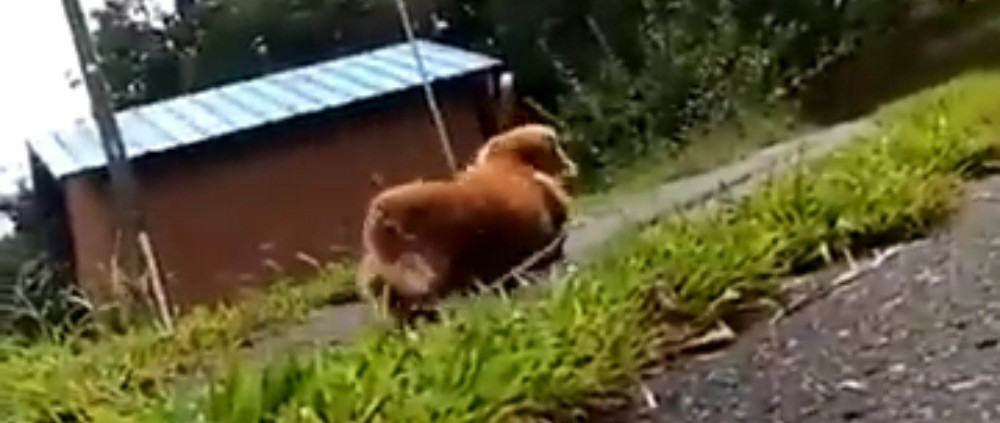 Testirao je vernost psa, a rezultat će vas nasmejati! (VIDEO)