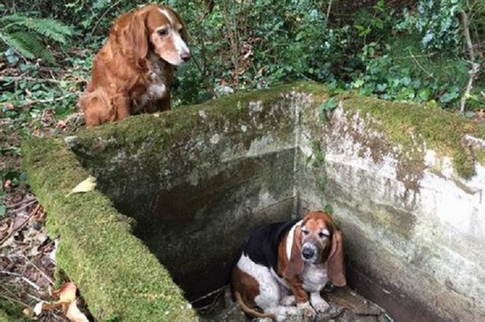 Pas je psu najbolji prijatelj