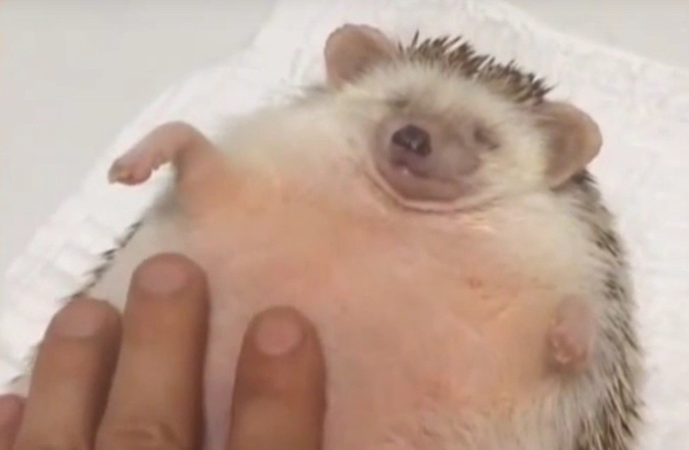 Pogledajte kako jež uživa u masaži stomaka (VIDEO)