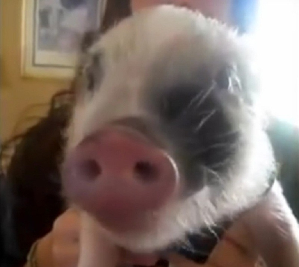 Nećete verovati kako ovo prase reaguje na čips! (VIDEO)