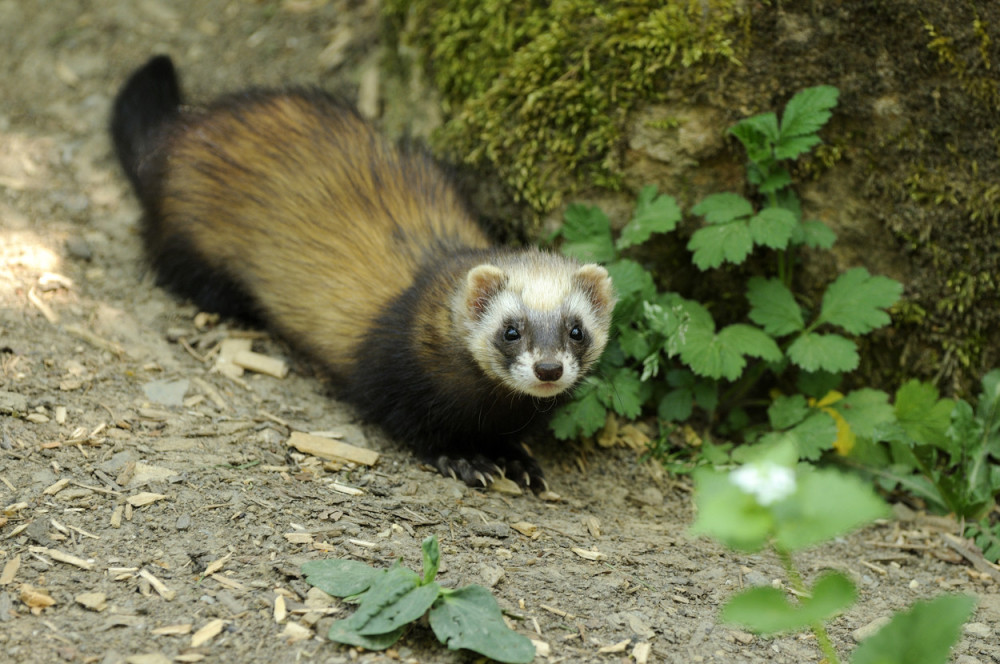 Dileri u Banjaluci policajce gađali TVOROM!