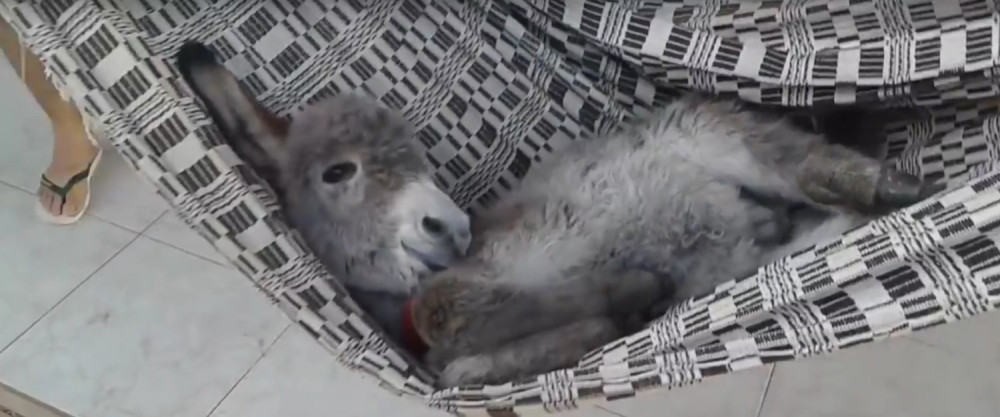 Upoznajte Lea, najopuštenije magare na svetu (VIDEO)