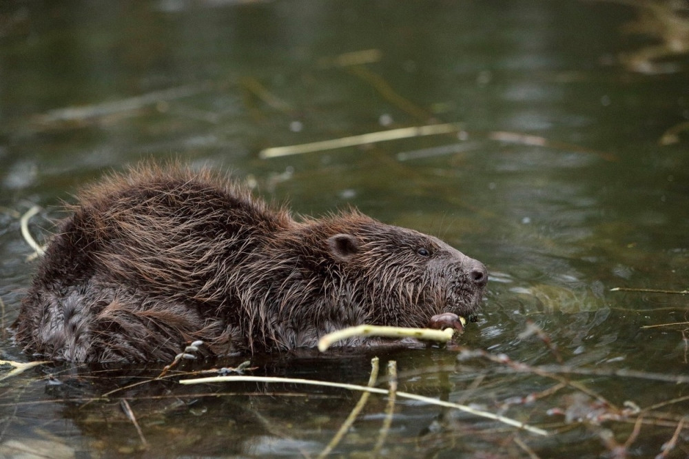 Dabrova brana blokirala autoput!