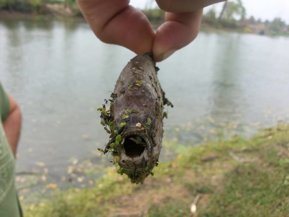Upecao ribu, misli da je pirana (FOTO)