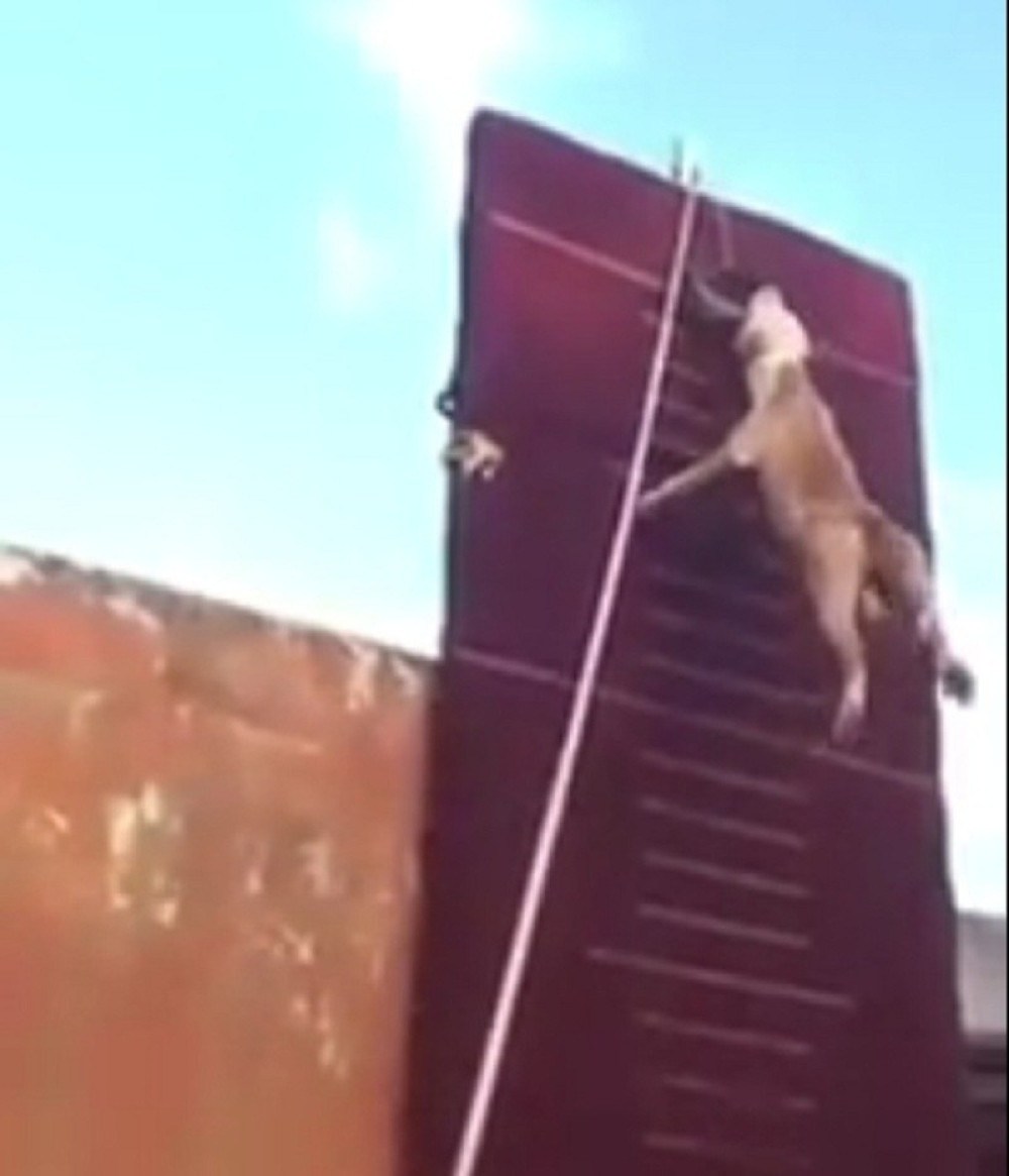 Skok ovog psa ostaviće vas bez teksta! (VIDEO)