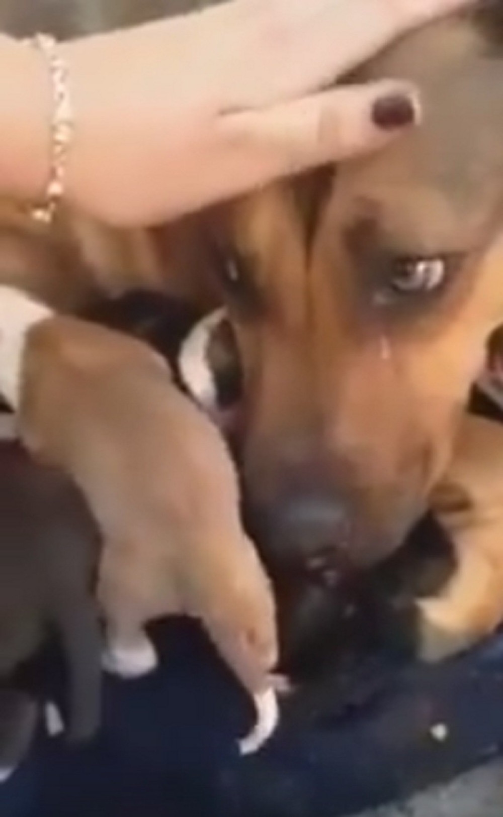 Kuja zaplakala od sreće kada su joj pronašli štence! (VIDEO)