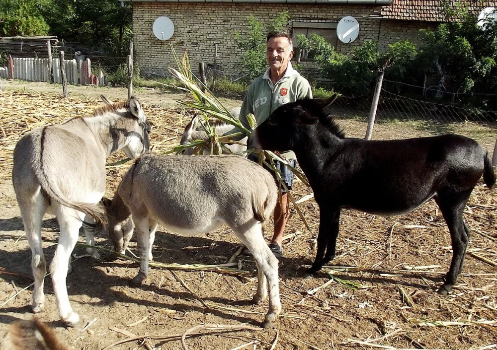 Našao mir među magarcima, društvo mu pravi Klinton
