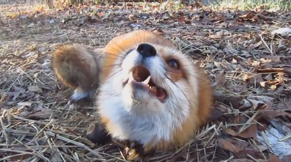 Lisica posetila “Piramidu”