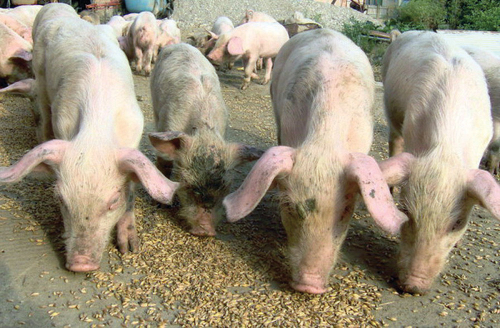 Engleski navijači ubacili 3.000 svinja na teren! (VIDEO)