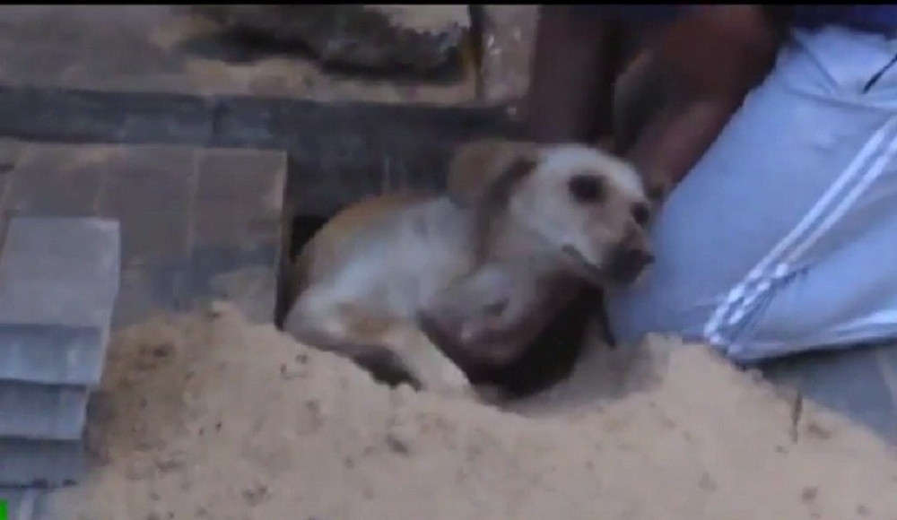 Spasena kuja koju su zakopali građevinci! (VIDEO)