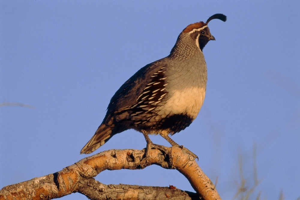 Policajac učestvovao u krivolovu na prepelice