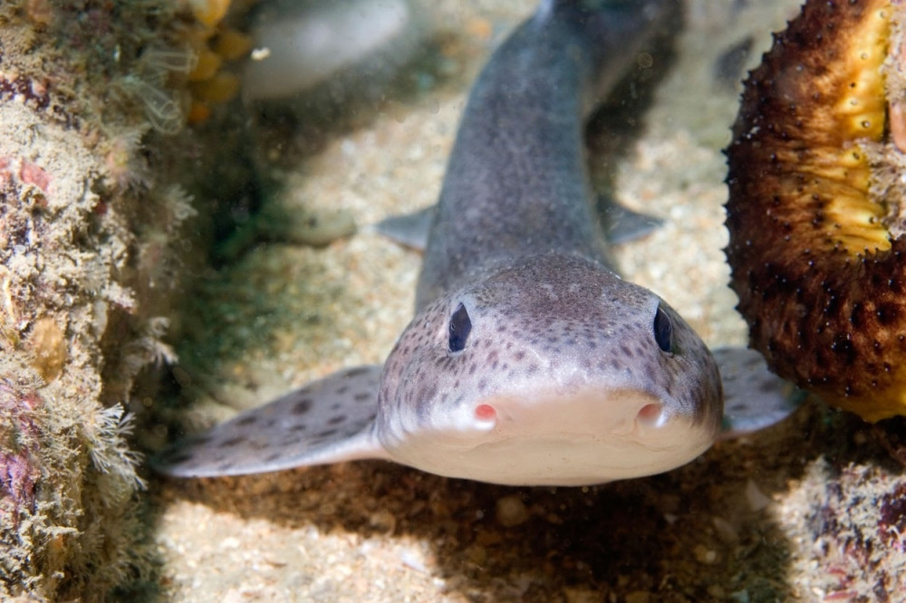 Kod Neuma ulovljena ajkula