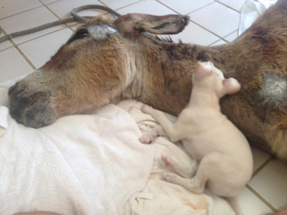 Štene pomaže magarcu da se oporavi