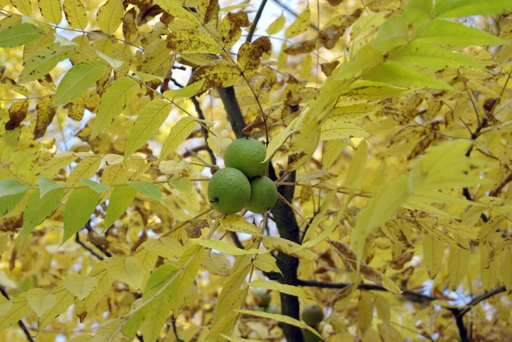 Zbog oraha stigli do Ustavnog suda
