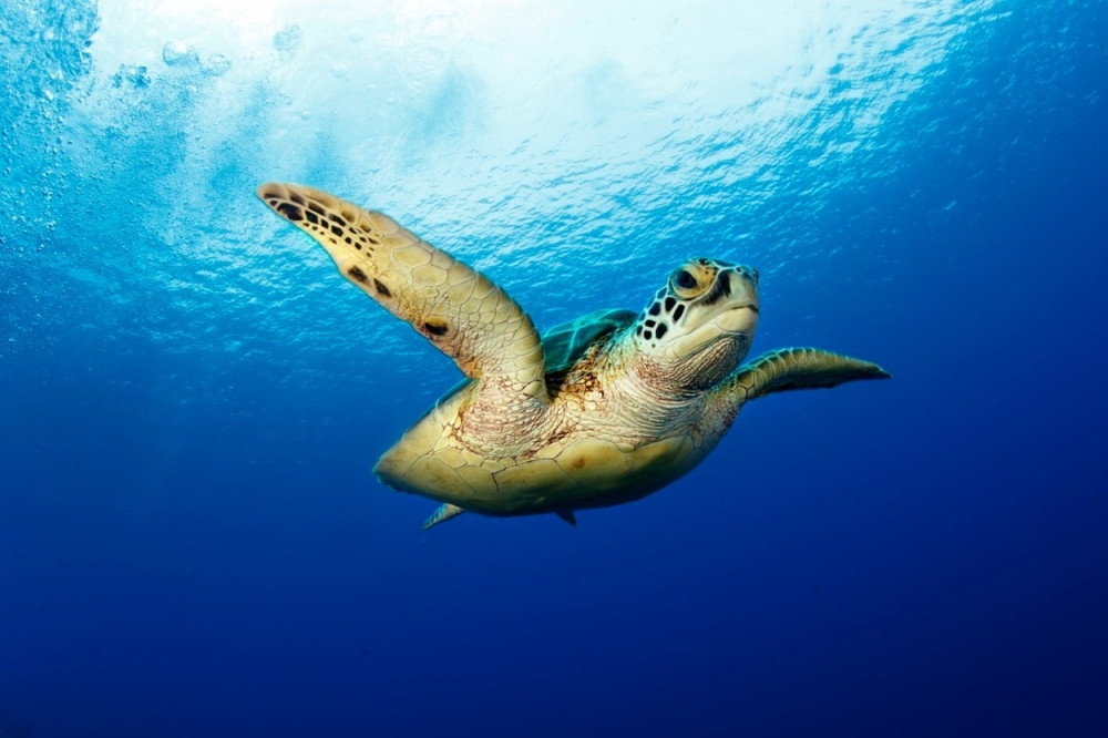 Otkrivena fluorescentna kornjača!