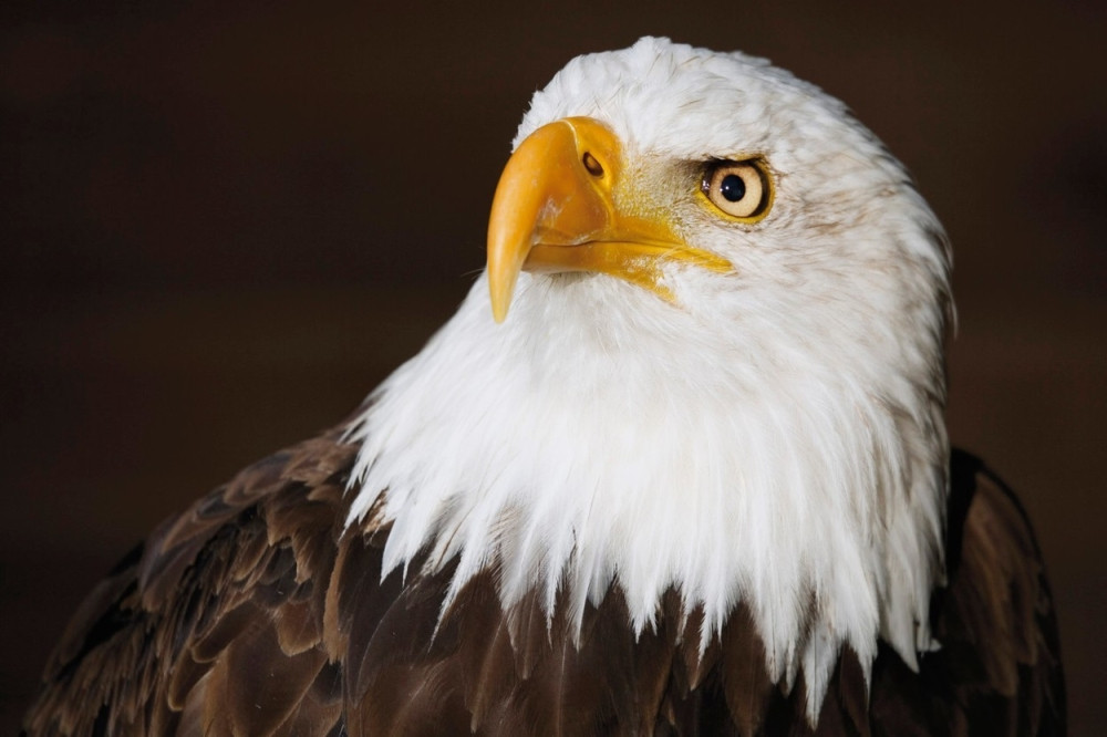 Ženka beloglavog supa kao VIP ličnost stigla u Srbiju!