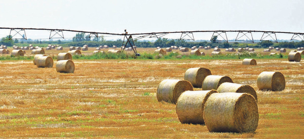 Država deli besplatnu zemlju mladim poljoprivrednicima! Potrebno je samo da ispunite ove uslove!