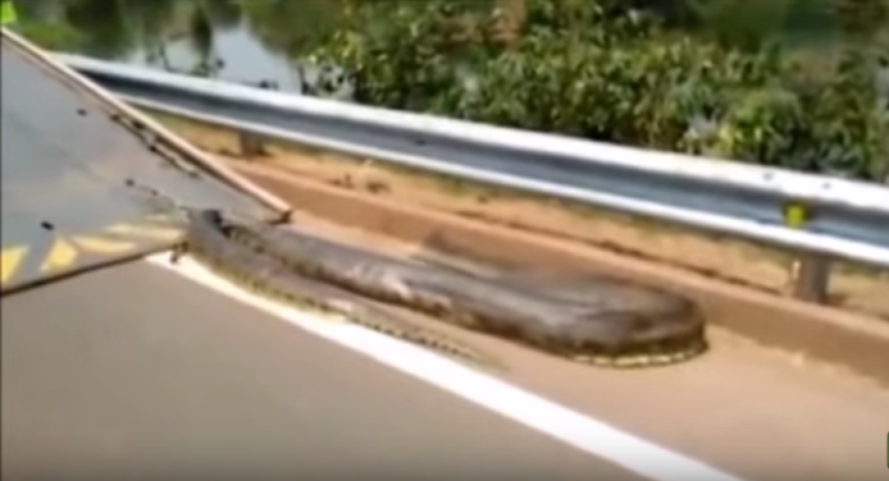 Džinovska anakonda od sedam metara! (VIDEO)