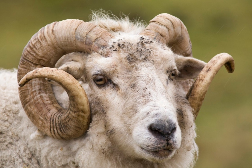 Ovan ubica seje smrt po Lajkovcu! Žena otišla kod komšinice, sledećeg trenutka bila je MRTVA!