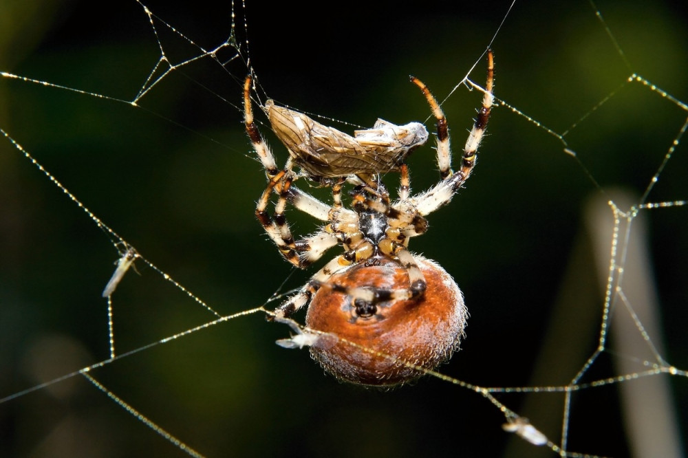 Upoznajte pauka koji "baca pet"
