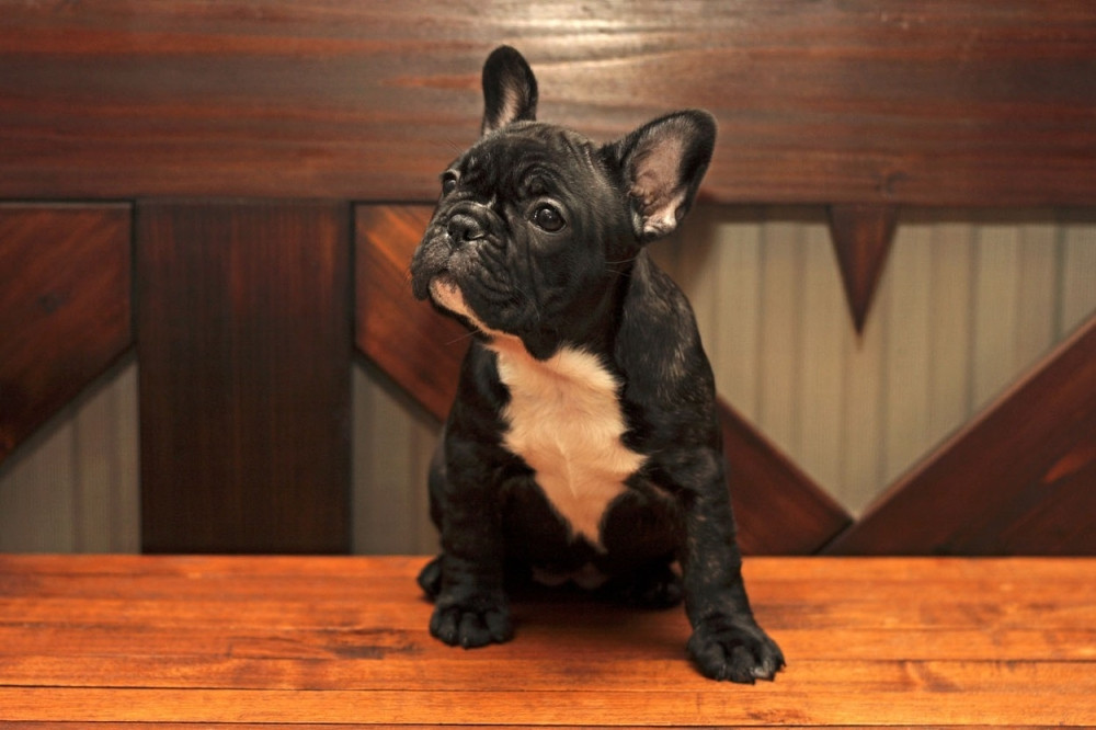 Ove rase pasa su idealne za "lenje" vlasnike