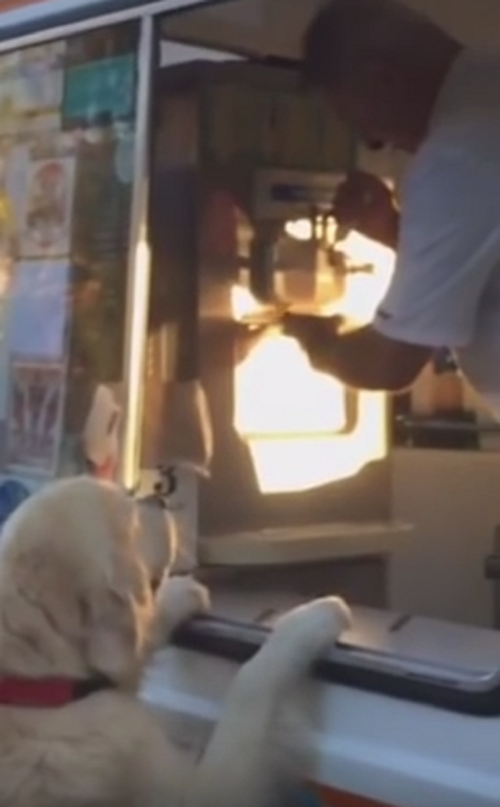 Ovaj pas sam kupuje sladoled! (VIDEO)