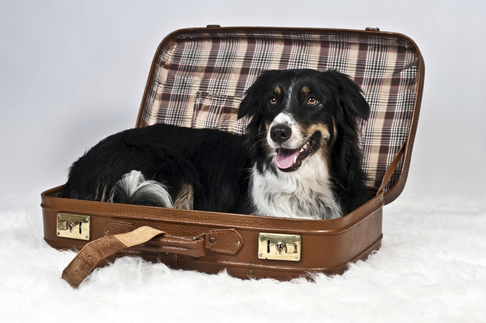 Prošvercovao psa u bolnicu da se oprosti od umiruće supruge