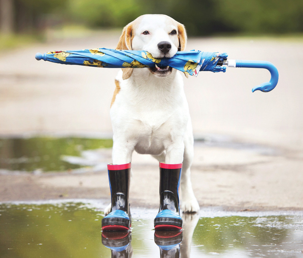Ne forsirajte dugu šetnju kad pada kiša!