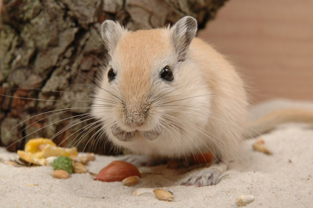 Hrčka šetaju na povocu kroz grad! (VIDEO)