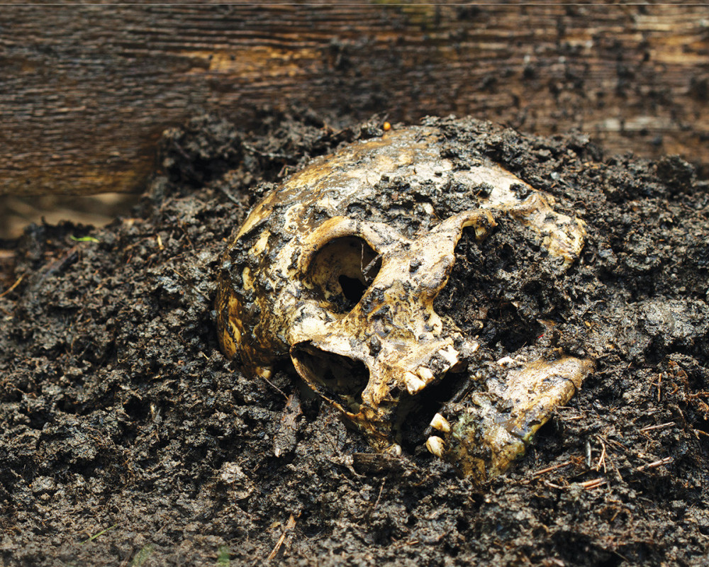 U dvorištu kuće našli ljudske kosti?