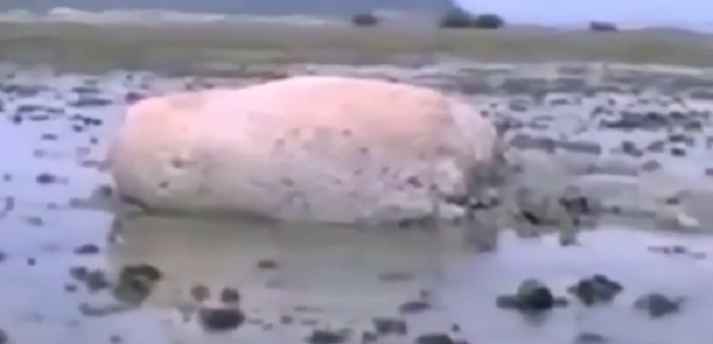 Misteriozno biće na obali Japana