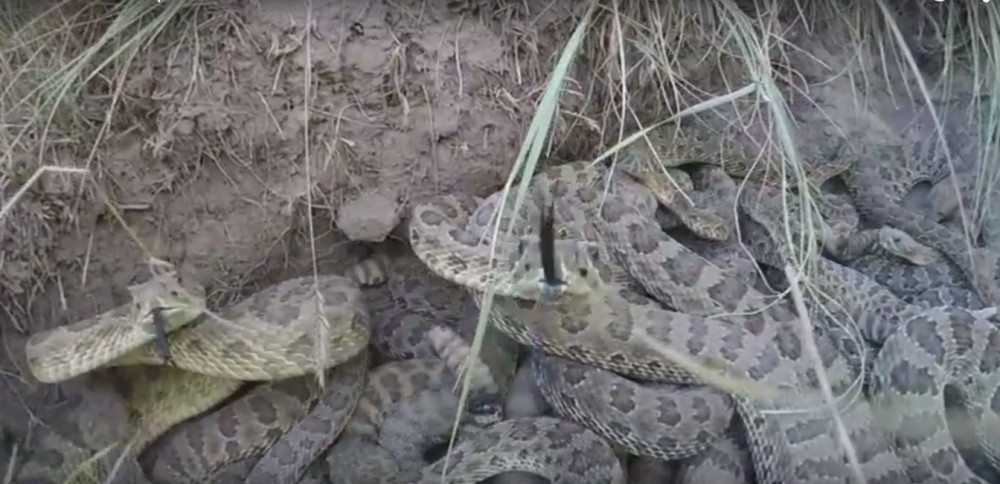 Preživeo udar groma, ujede pauka i otrovnice!