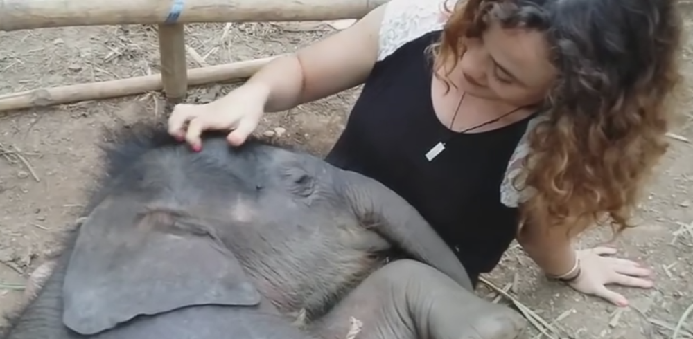 Devojka uspavala slonče u krilu! (VIDEO)