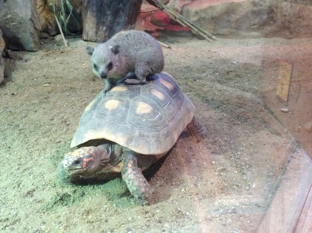 Lakše je na tuđoj grbači!