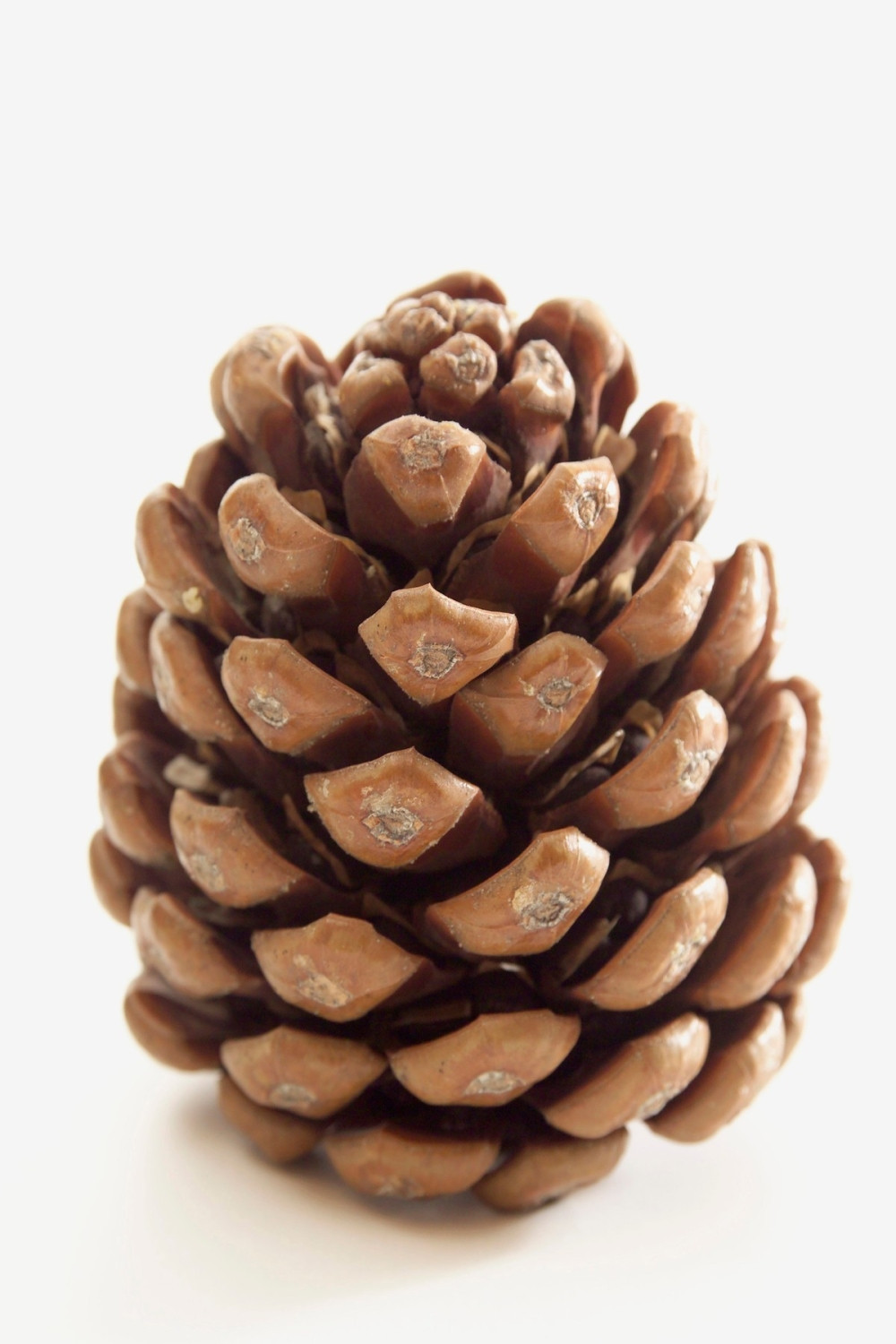 Srbi našli način za "masnu" zaradu, a nalaze se na svakom koraku