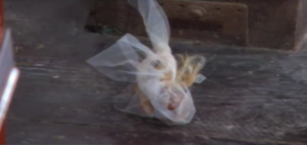 Budaku na spomen ploči ostavili kesu punu go****! (FOTO)