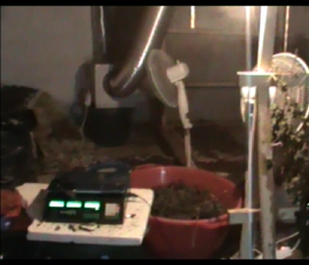 Policija rasturila pet laboratorija za marihuanu!